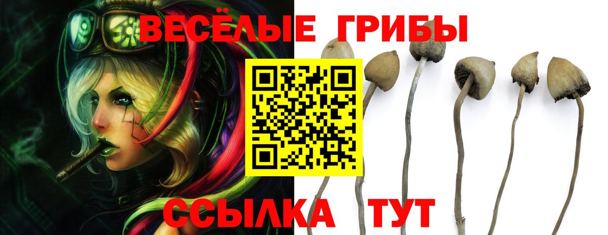 Псилоцибиновые грибы Psilocybe Лениногорск